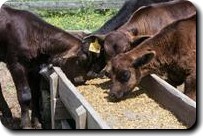 Livestock feed at Straatmann Feed Labadie Missouri